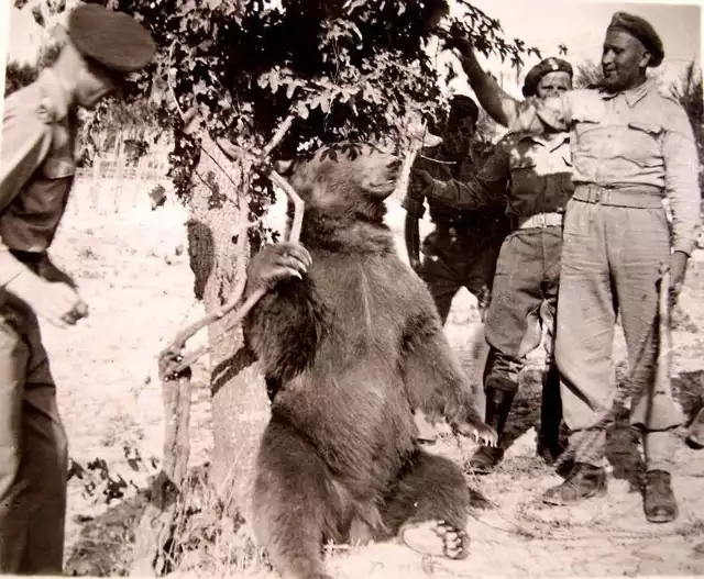 Miś Wojtek miał książeczkę wojskową, przydział papierosów, które chętnie zjadał, uwielbiał jazdę wojskowymi ciężarówkami i zapasy z żołnierzami