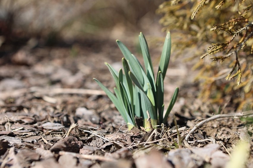 Poszukiwanie wiosny w parku Zawilcowa w Lublinie. Pierwsze krokusy już zakwitły! Zobacz zdjęcia