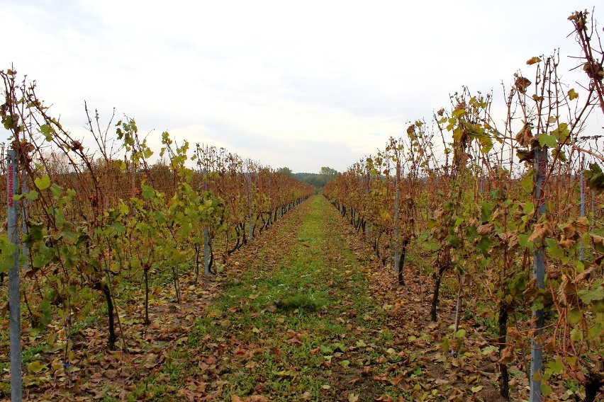 Winnica "Saint Vincent" założona została w 2009 roku. Jej...