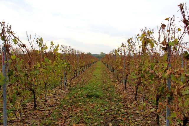 Winnica "Saint Vincent" założona została w 2009 roku. Jej przeznaczeniem jest kontynuowanie tradycji winiarskich Zielonej Góry i regionu. W jej skład wchodzi 6,5-hektarowa plantacja znajdująca się nieopodal Nowego Miasteczka.