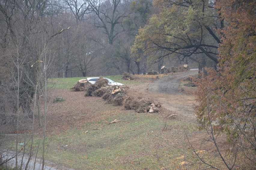 Wycinają wielkie drzewa nad Odrą. Czy zgodnie z prawem? (ZDJĘCIA)