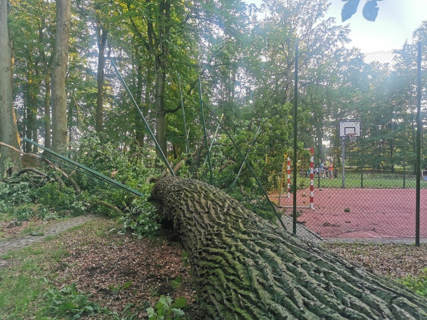 O krok od tragedii w Koszalinie. Drzewo runęło na boisko w parku na Rokosowie [ZDJĘCIA]