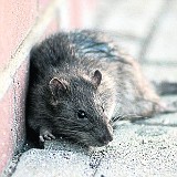 Szczury grasują przy pl. Niepodległości w Podgórzu. Pełno ich na przystankach [WIDEO]