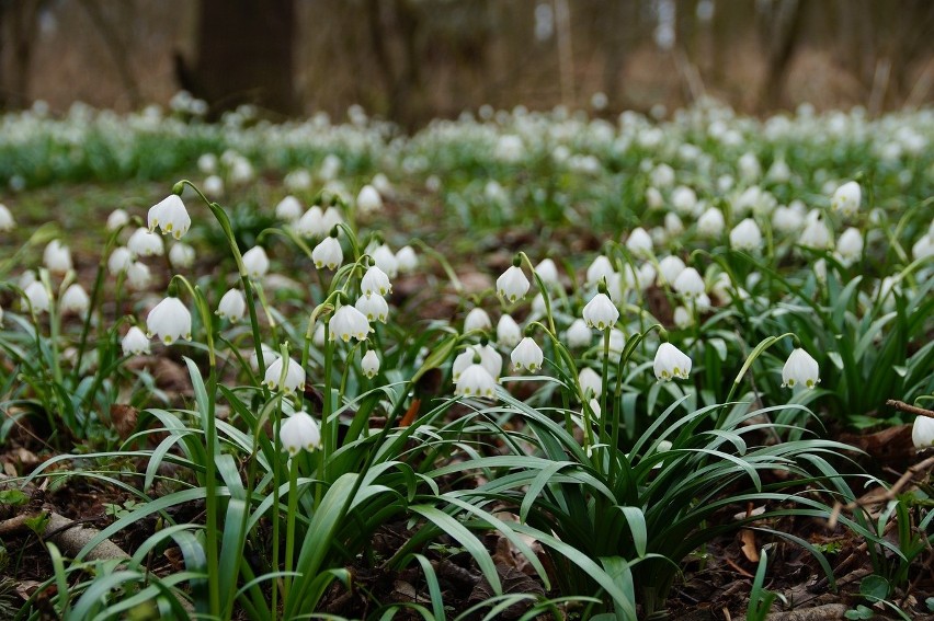 Śnieżyca wiosenna (Leucojum vernum) należy do rodziny...