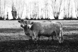 Kontuzjowane krowy przerabiane na kiełbasy, to problem od dawna zamiatany pod dywan