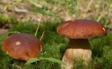 Grzyby na działce - czy uprawa grzybów w ogrodzie jest możliwa?