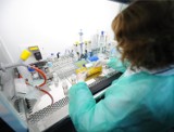 Świńska grypa na Śląsku: Grypa 2015 atakuje! Ponad 14 tys. zachorowań w jeden tydzień