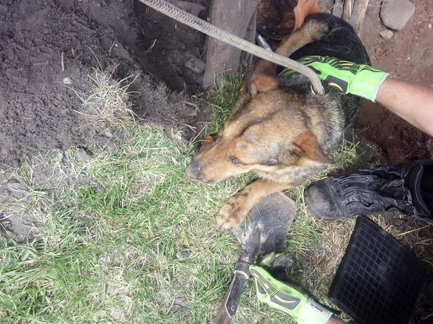 Pies przez sześć dni przebywał w kanale burzowym. Uratowali go strażacy [ZDJĘCIA]