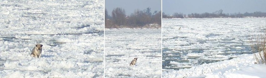 Grudziądz: Pies uwięziony na krze płynie Wisłą. Niestety, nie udało mu się pomóc 