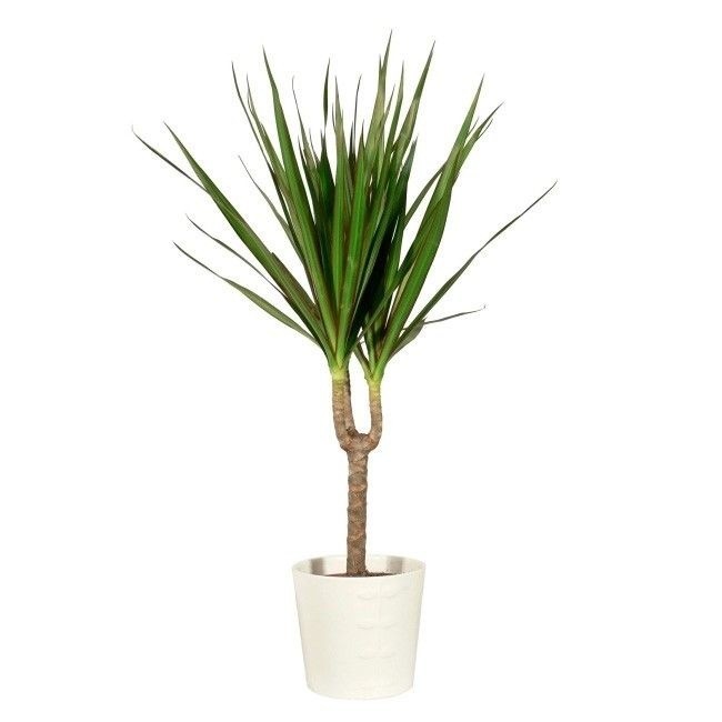 8. Dracena lubi pomieszczenia o dużej wilgotności powietrza....