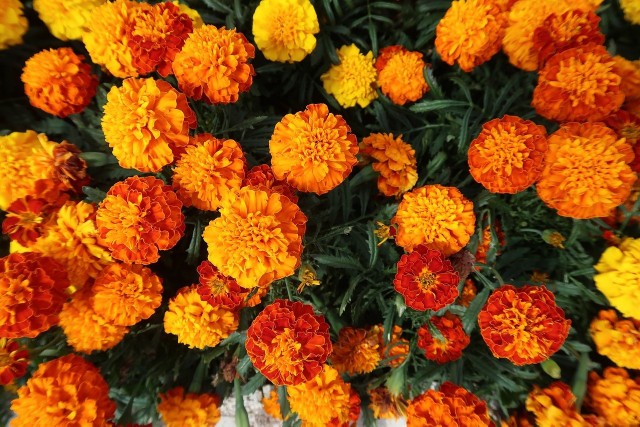 Intensywny kolor kwiatów: Aksamitka występuje w szerokiej gamie kolorów, od pomarańczowego i żółtego po czerwony i brązowy, co pozwala na stworzenie pięknych, kolorowych kompozycji na balkonie.Łatwość w uprawie: Aksamitka jest rośliną bardzo łatwą w uprawie i pielęgnacji. Wymaga jedynie regularnego podlewania i odchwaszczania, co sprawia, że jest idealna dla osób, które dopiero zaczynają swoją przygodę z ogrodnictwem.Odporność na suszę: Aksamitka dobrze radzi sobie w warunkach suchych, co jest istotne na balkonach, gdzie często występuje niedobór wody. Nie wymaga częstego podlewania, co ułatwia jej uprawę nawet osobom zapracowanym lub zapominalskim.Odporność na szkodniki: Rośliny aksamitki odstraszają niektóre szkodniki, takie jak mszyce i nicienie, co może być korzystne na balkonie, gdzie przestrzeń jest ograniczona, a szkodniki mogą być bardziej uciążliwe.Atrakcyjny dla zapylaczy: Kwiaty aksamitki są atrakcyjne dla pszczół i innych zapylaczy, co przyczynia się do zwiększenia różnorodności biologicznej na balkonie i poprawy efektu kwitnienia innych roślin.Dzięki swojej pięknej kolorystyce, łatwej uprawie i odporności na suszę aksamitka doskonale nadaje się na balkon, dodając mu uroku i koloru przez większość sezonu letniego.