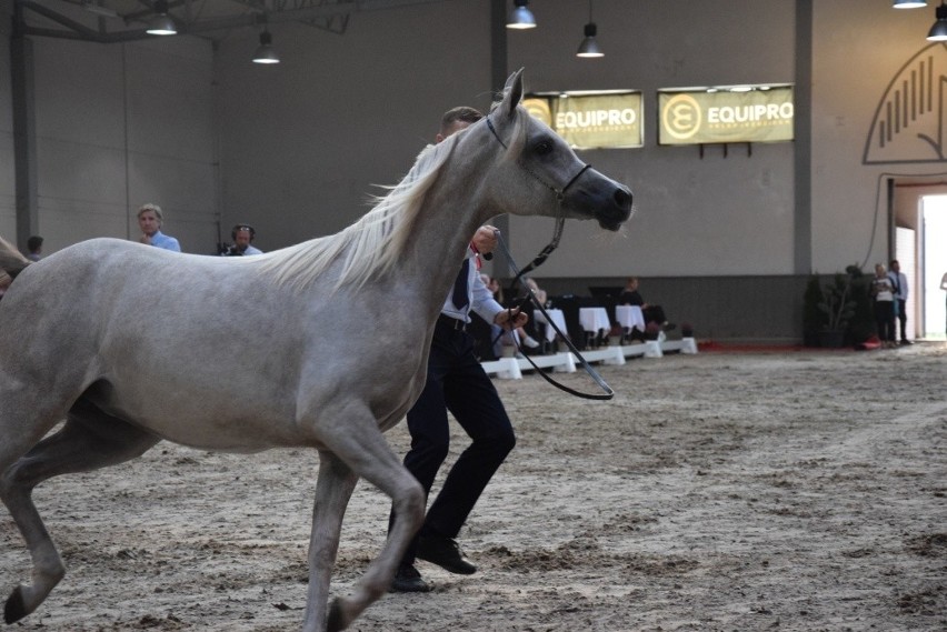 Trudna aukcja koni w Michałowicach. Sprzedane cztery klacze za łączną kwotę 60 tys. euro [ZDJĘCIA]