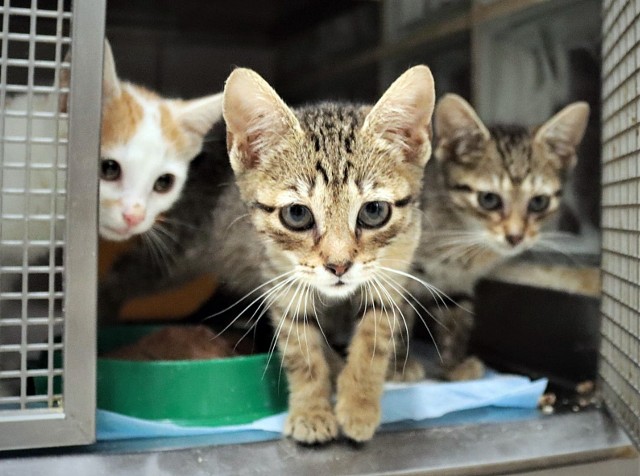 Przepiękne młode i starsze koty czekają na adopcję w schronisku w Katowicach. Placówka jest tak przeciążona, iż wstrzymała przyjmowanie zwierząt. Czy znajdzie się ktoś, kto przygarnie porzuconego kota?