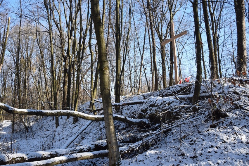 Nowy Krzyż stanął w lesie w dzielnicy Lipowica w Przemyślu,...