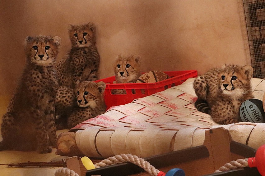 Gdańskie gepardy mają już 4 miesiące. Kocięta pokazują swoje charaktery