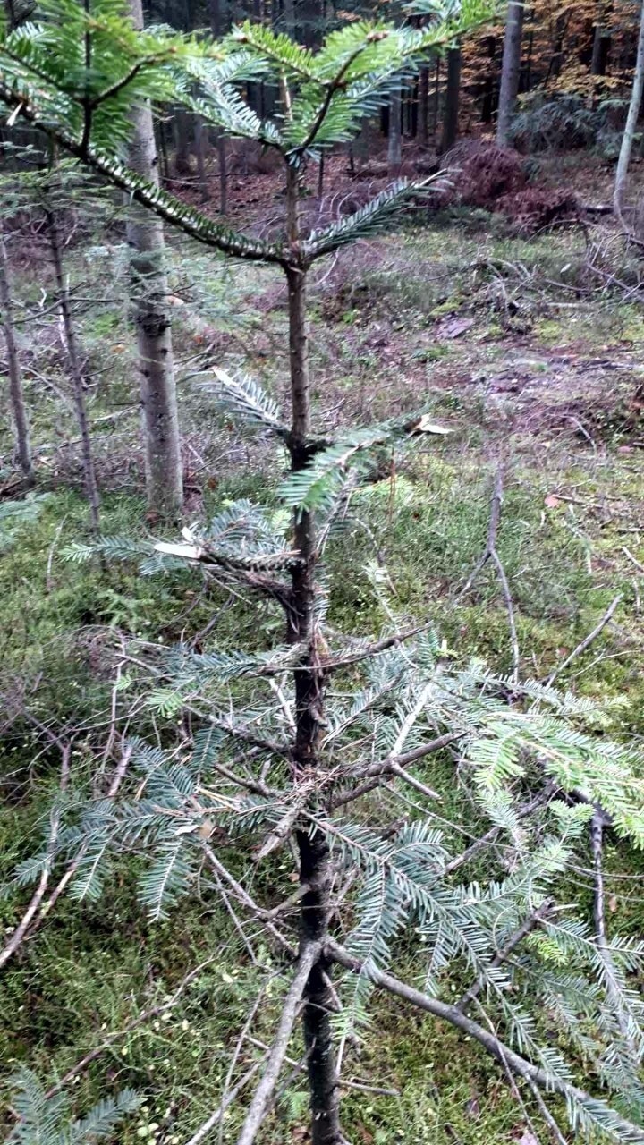 Złodzieje stroiszu niszczą lasy w regionie radomskim. Przed Dniem Wszystkich Świętych kradzieży jest najwięcej. Leśnicy ruszją na patrole 