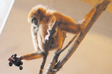 Łódzkie zoo. Najstarszy gibbon w kraju (wideo)