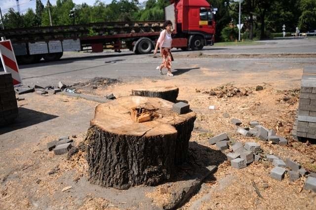 Drzewa w Toruniu padają ze starości, z powodu chorób lub prowadzonych w mieście inwestycji