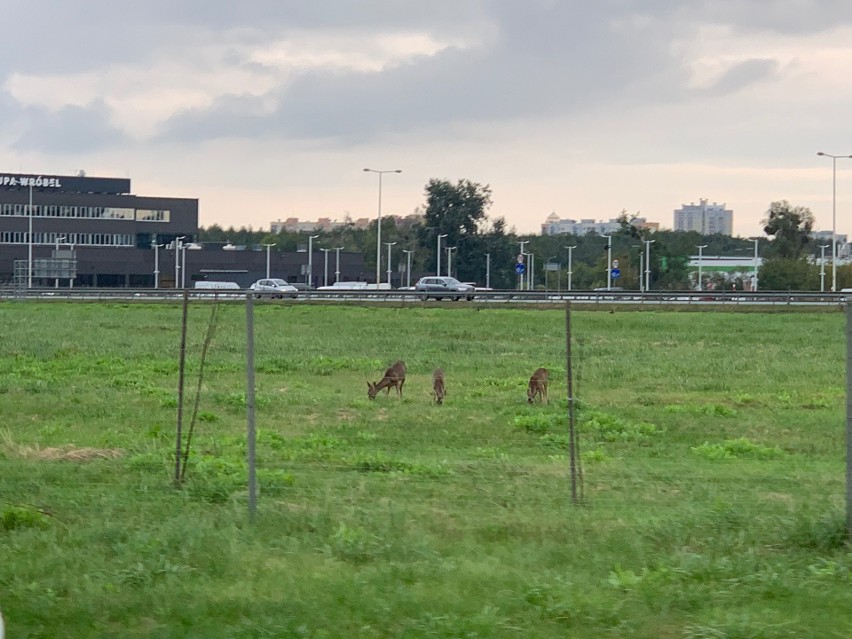 Sarny pasły się tuż obok obwodnicy Wrocławia