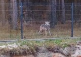 Co za spotkanie! Wilk blisko domu w okolicy Żar. Jak się zachować, gdy spotkamy wilka na swojej drodze?