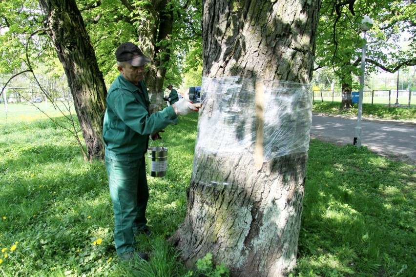 Wiosenna akcja ochrony drzew przed szrotówkiem w Lublinie