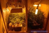 Jelenia Góra: Policja zabezpieczyła 600 porcji marihuany