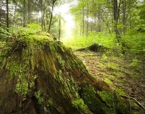 Lasy podlegają szkodliwym wpływom, dla których ani granice administracyjne ani państwowe nie stanowią przeszkody.