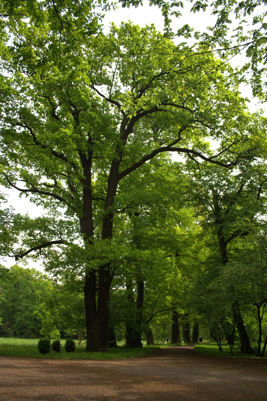 Są to dęby szypułkowe Quercus robur o obwodzie 190 – 520 cm....