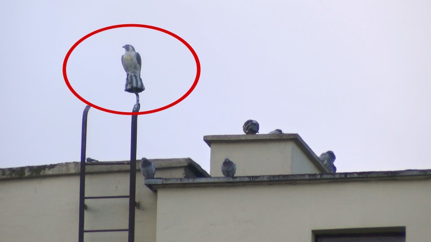 Sztuczny jastrząb miał odstraszać gołębie w centrum Strzelec Opolskich. Ale coś poszło nie tak - ptaki przyzwyczaiły się do dziwnego kompana