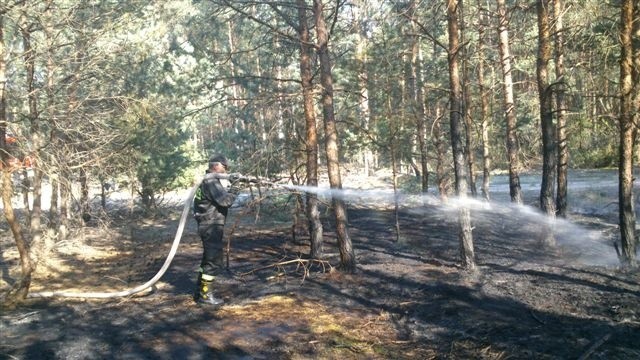 Gaszenie pożaru lasu niedaleko Białobrzegów. 