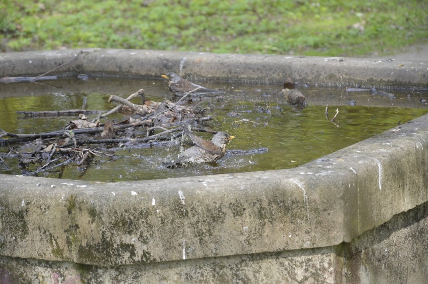W parku można też obserwować życie ptaków. Tu - kąpiele.