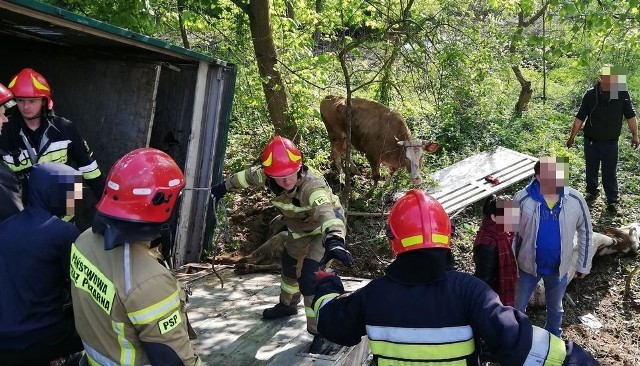 Około 30 byków przewoziło ciężarówka, która w środę rano przewróciła się w miejscowości Kuźnica Błońska (gm. Klonowa) pod Sieradzem. Na miejsce zadysponowano Specjalistyczną Grupę Ratownictwa Technicznego stacjonującą przy ul. Przybyszewskiego w Łodzi. Pojechały trzy zastępy "techników". Czytaj na kolejnym slajdzie 