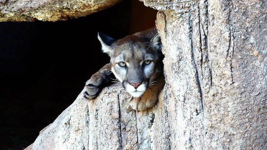 Puma to gatunek drapieżnego ssaka z rodziny kotowatych
