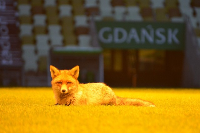 Lis na murawie Stadionu Energa w Gdańsku