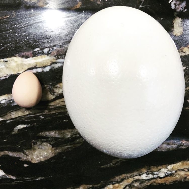 Jajko perlicze a jajko strusie