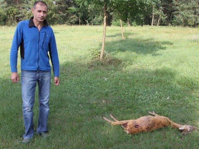 - W ciągu 10 dni to już trzecia sarna zagryziona przez psy &#8211; informuje Rafał Borek z Białogonu w Kielcach.