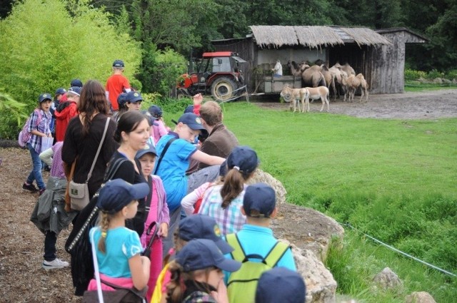 W 2011 roku do opolskiego zoo przyszło ponad 246 tysięcy osób.