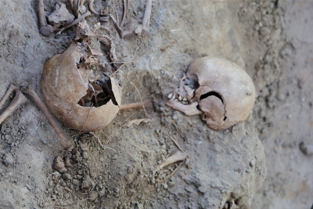 Mieszkaniec miejscowości Żebry znalazł na pobliskiej żwirowni ludzką czaszkę.