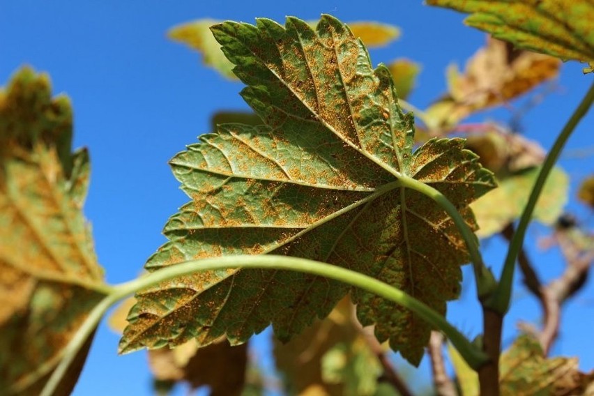 Objawy choroby widoczne na spodniej części liścia porzeczki.