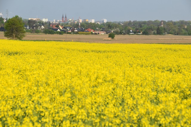 Kwitnące na żółto rzepakowe pola pod Górą św. Marcina w Tarnowie