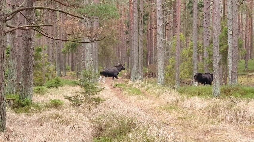 Leśnicy w lasach Nadleśnictwa Choczewo w powiecie wejherowskim uchwycili na filmie łosie