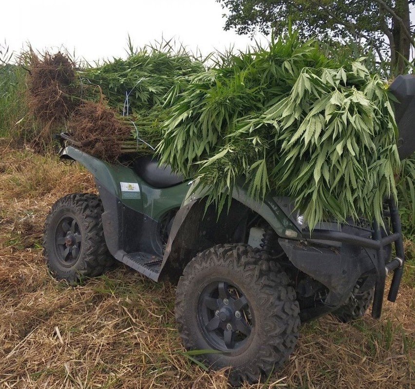 Policjanci z Tarnobrzega przechwycili blisko 5,5 kilograma narkotyków wartych 370 tysięcy złotych (ZDJĘCIA)