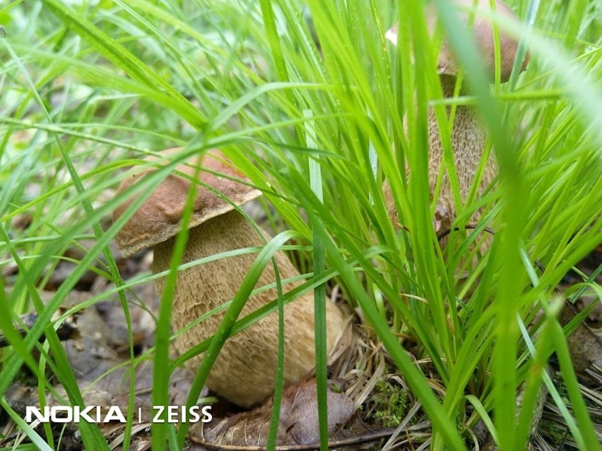 W Puszczy Kozienickiej pojawiły się borowiki! Zobacz zdjęcia