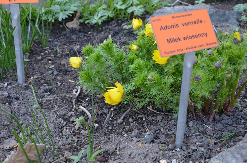 Wrocław: Zamykają ogród botaniczny. Ostatni weekend zwiedzania (CENY, GODZINY OTWARCIA)