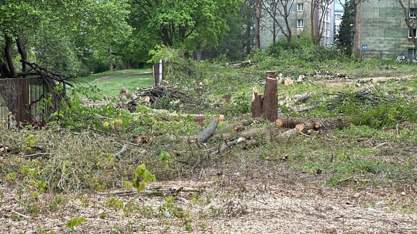 Burza w Częstochowie. Wycięto drzewa w pobliżu szpitala na...