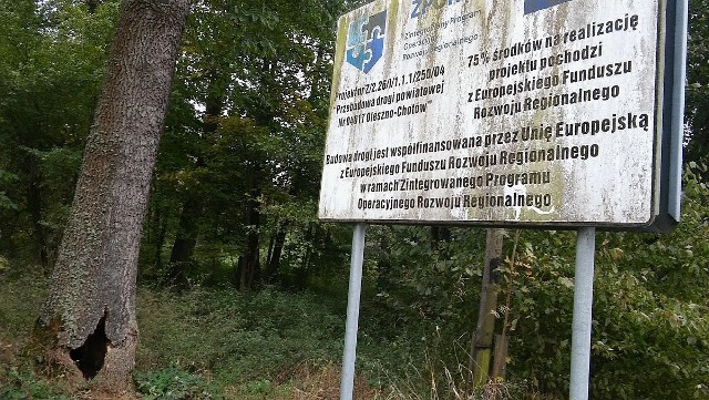 Spróchniałe drzewo zagraża bezpieczeństwu przy drodze powiatowej w Olesznie.
