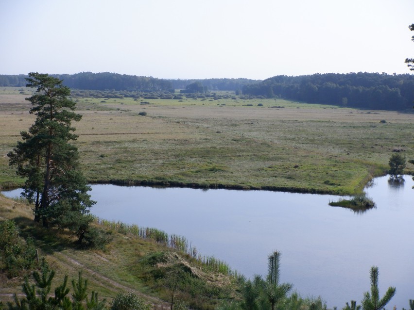 Święta Studnia i łąki ją otaczające, czyli niezgłębione tajemnice Puszczy Bydgoskiej