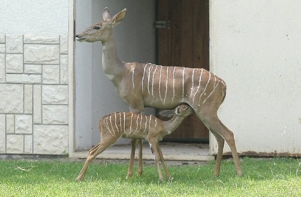Antylopa kudu jest jednym z ostatnio urodzonych zwierzaków w...