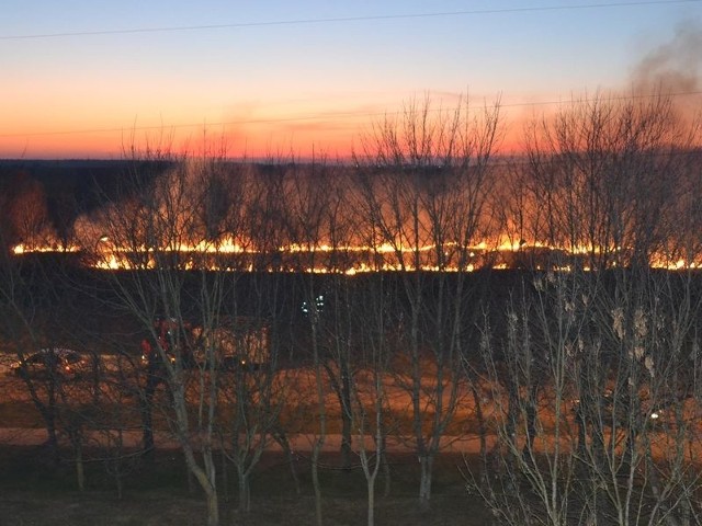 Pożar traw na polu przy ul. Zaborowskiej w Słupsku.   