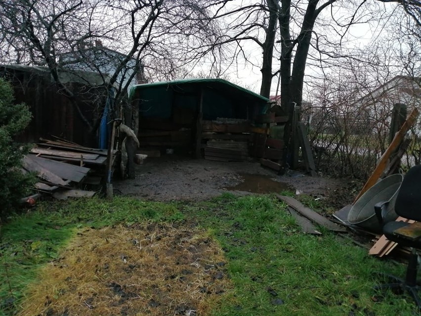 Jak zadbać o zwierzęta, kiedy temperatura spada? Kilka prostych rad